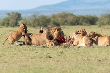 Aslan ve aslan yavrularından oluşan bir aslan sürüsü, vahşi yaşam safarisi sırasında Masai Mara Ulusal Sığınağı 'ndaki artıkları toplamaya çalışan antiloplardan oluşan doyurucu bir yemeğin keyfini çıkarıyor.