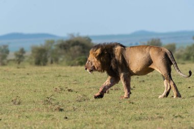 Bir erkek aslan, vahşi yaşam safarisi sırasında Masai Mara Ulusal Sığınağı 'ndaki artıkları toplamaya çalışan antiloplarla dolu doyurucu bir yemeğin tadını çıkarırken yürüyüp gidiyor.