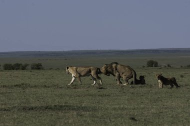 Bir erkek aslan ve dişi aslan, vahşi yaşam safarisi sırasında Masai Mara Ulusal Sığınağı 'ndaki artıkları toplamaya çalışan antiloplarla dolu doyurucu bir yemeğin tadını çıkarırken yürüyüp gidiyor.