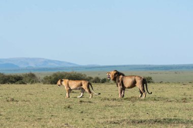 Bir erkek aslan ve dişi aslan, vahşi yaşam safarisi sırasında Masai Mara Ulusal Sığınağı 'ndaki artıkları toplamaya çalışan antiloplarla dolu doyurucu bir yemeğin tadını çıkarırken yürüyüp gidiyor.