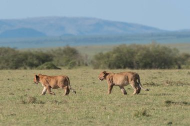 Aslan ve aslan yavrularından oluşan bir aslan sürüsü, vahşi yaşam safarisi sırasında Masai Mara Ulusal Sığınağı 'ndaki artıkları toplamaya çalışan antiloplardan oluşan doyurucu bir yemeğin keyfini çıkarıyor.