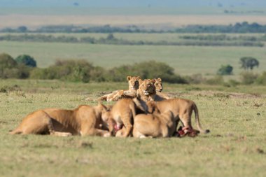 Aslan ve aslan yavrularından oluşan bir aslan sürüsü, vahşi yaşam safarisi sırasında Masai Mara Ulusal Sığınağı 'ndaki artıkları toplamaya çalışan antiloplardan oluşan doyurucu bir yemeğin keyfini çıkarıyor.