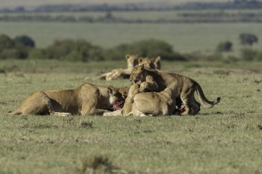 Aslan ve aslan yavrularından oluşan bir aslan sürüsü, vahşi yaşam safarisi sırasında Masai Mara Ulusal Sığınağı 'ndaki artıkları toplamaya çalışan antiloplardan oluşan doyurucu bir yemeğin keyfini çıkarıyor.