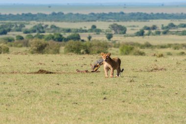 Antiloptaki bir aslan yavrusu vahşi yaşam safarisi sırasında Masai Mara Ulusal Sığınağı 'ndaki artıkları toplamaya çalışırken öldürüyor.