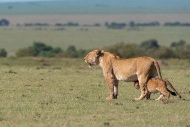 Bir dişi aslan ve yavruları antiloplardan uzaklaşıp Masai Mara Ulusal Sığınağı 'nın içindeki Mara düzlüklerinde vahşi yaşam safarisi sırasında öldürüyorlar.