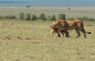 Bir dişi aslan ve yavruları antiloplardan uzaklaşıp Masai Mara Ulusal Sığınağı 'nın içindeki Mara düzlüklerinde vahşi yaşam safarisi sırasında öldürüyorlar.