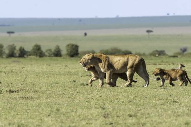 Bir dişi aslan ve yavruları antiloplardan uzaklaşıp Masai Mara Ulusal Sığınağı 'nın içindeki Mara düzlüklerinde vahşi yaşam safarisi sırasında öldürüyorlar.