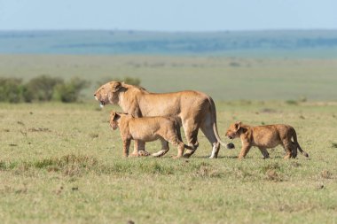 Bir dişi aslan ve yavruları antiloplardan uzaklaşıp Masai Mara Ulusal Sığınağı 'nın içindeki Mara düzlüklerinde vahşi yaşam safarisi sırasında öldürüyorlar.