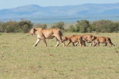 Bir dişi aslan ve yavruları antiloplardan uzaklaşıp Masai Mara Ulusal Sığınağı 'nın içindeki Mara düzlüklerinde vahşi yaşam safarisi sırasında öldürüyorlar.