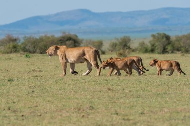 Bir dişi aslan ve yavruları antiloplardan uzaklaşıp Masai Mara Ulusal Sığınağı 'nın içindeki Mara düzlüklerinde vahşi yaşam safarisi sırasında öldürüyorlar.