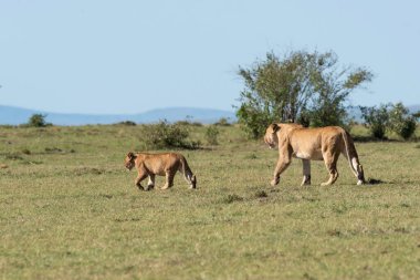 Bir dişi aslan ve yavruları antiloplardan uzaklaşıp Masai Mara Ulusal Sığınağı 'nın içindeki Mara düzlüklerinde vahşi yaşam safarisi sırasında öldürüyorlar.
