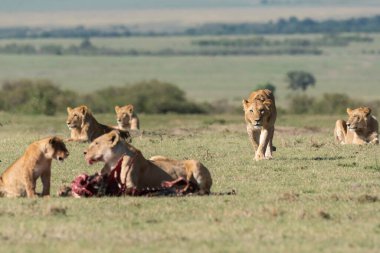 Bir dişi aslan ve yavruları antiloplardan uzaklaşıp Masai Mara Ulusal Sığınağı 'nın içindeki Mara düzlüklerinde vahşi yaşam safarisi sırasında öldürüyorlar.