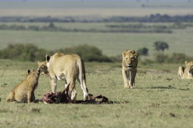 Bir dişi aslan ve yavruları antiloplardan uzaklaşıp Masai Mara Ulusal Sığınağı 'nın içindeki Mara düzlüklerinde vahşi yaşam safarisi sırasında öldürüyorlar.