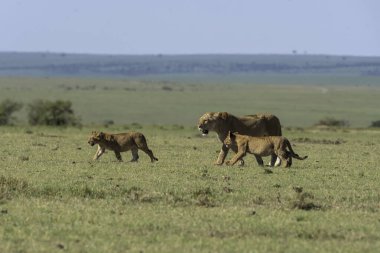 Bir dişi aslan ve yavruları antiloplardan uzaklaşıp Masai Mara Ulusal Sığınağı 'nın içindeki Mara düzlüklerinde vahşi yaşam safarisi sırasında öldürüyorlar.