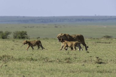 Bir dişi aslan ve yavruları antiloplardan uzaklaşıp Masai Mara Ulusal Sığınağı 'nın içindeki Mara düzlüklerinde vahşi yaşam safarisi sırasında öldürüyorlar.