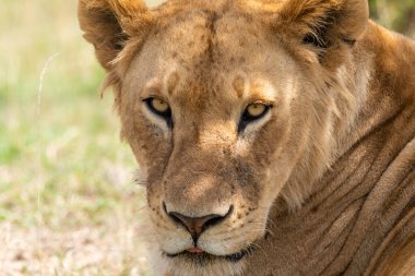 Vahşi yaşam safarisi sırasında Mara 'nın ovalarındaki bir ağacın gölgesinde dinlenen dişi aslanın yakın çekimi.