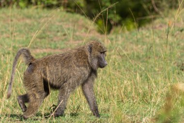 Vahşi yaşam safarisi sırasında Masai Mara Ulusal Sığınağı 'nda çalıların yanında oturan bir babun.