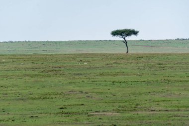 Masai Mara 'nın güzel bir manzarası. Vahşi yaşam safarisi sırasında Masai Mara Ulusal Sığınağı' nın uzak ovalarında bir akasya ağacı var.