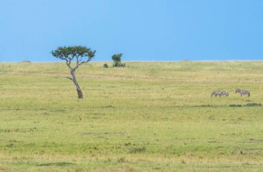 Masai Mara 'nın güzel bir manzarası. Vahşi yaşam safarisi sırasında Masai Mara Ulusal Sığınağı' nın uzak ovalarında bir akasya ağacı var.
