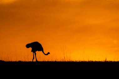 Ufukta bir erkek devekuşu silueti, vahşi yaşam safarisi sırasında Masai Mara Ulusal Sığınağı 'nın düzlüklerinde güneşin güzel renkleriyle otluyor.