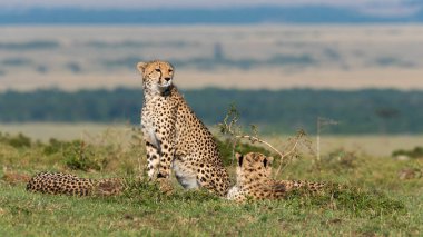 Three cheetahs scanning the horizon for any prey in the plains of Mara inside Masai Mara National Refuge during a wildlife safari clipart