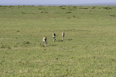 Three cheetahs running its full force to hunt a Gazelle in the plains of Mara inside Masai Mara National Refuge during a wildlife safari clipart