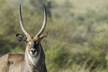 Vahşi yaşam safarisi sırasında Masai Mara Ulusal Sığınağı 'nın ovalarında hazır bekleyen bir su sıçanı.