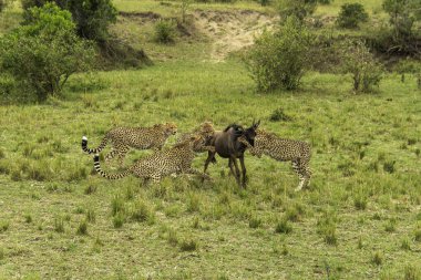 Mara düzlüklerinde vahşi yaşam safarisi sırasında Mara Ulusal Sığınağı 'nda bir antilop ailesini öldüren bir çita ailesi.