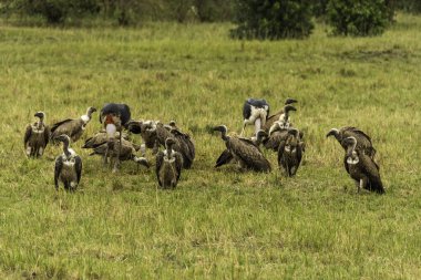 Vahşi yaşam safarisi sırasında Masai Mara Ulusal Sığınağı 'nda leşin tadını çıkaran bir grup beyaz sırtlı akbaba.