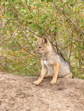 A red backed jackal cub playing near their nest in the plains of Masai Mara National Refuge during a wildlife safari clipart