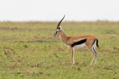 A thompsons gazelle grazing in the grasslands inside Masai Mara National Refuge during a wildlife safari clipart