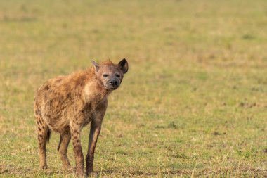 Vahşi yaşam safarisi sırasında Masai Mara Ulusal Sığınağı 'nda leşin tadını çıkaran bir sırtlan.
