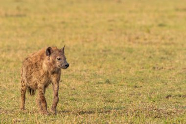 Vahşi yaşam safarisi sırasında Masai Mara Ulusal Sığınağı 'nda leşin tadını çıkaran bir sırtlan.