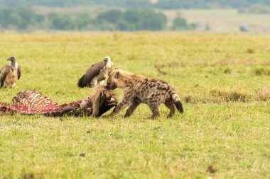 Vahşi yaşam safarisi sırasında Masai Mara Ulusal Sığınağı 'nda leşin tadını çıkaran bir sırtlan.