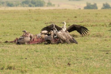 Bir grup beyaz sırtlı akbaba, vahşi yaşam safarisi sırasında Masai Mara Ulusal Sığınağı 'nda leşin tadını çıkarıyorlar.