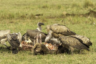 Bir grup beyaz sırtlı akbaba, vahşi yaşam safarisi sırasında Masai Mara Ulusal Sığınağı 'nda leşin tadını çıkarıyorlar.