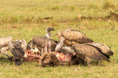 A group of white-backed vultures enjoying the carcass in the plains of Masai Mara National Refuge during a wildlife safari clipart