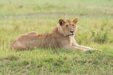 Vahşi yaşam safarisi sırasında Mara 'nın Masai Mara Ulusal Sığınağı' ndaki ovalarına tepeden bakan bir dişi aslan.