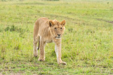 Vahşi yaşam safarisi sırasında Mara 'nın Masai Mara Ulusal Sığınağı' ndaki ovalarına tepeden bakan bir dişi aslan.