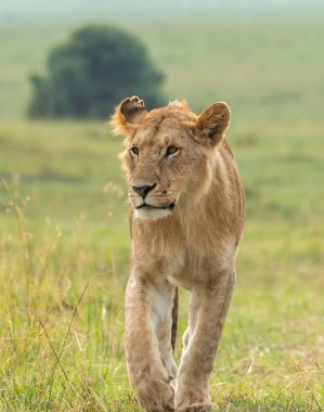 Vahşi yaşam safarisi sırasında Mara 'nın Masai Mara Ulusal Sığınağı' ndaki ovalarına tepeden bakan bir dişi aslan.