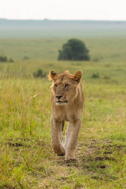 Vahşi yaşam safarisi sırasında Mara 'nın Masai Mara Ulusal Sığınağı' ndaki ovalarına tepeden bakan bir dişi aslan.