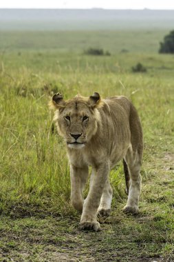 Vahşi yaşam safarisi sırasında Mara 'nın Masai Mara Ulusal Sığınağı' ndaki ovalarına tepeden bakan bir dişi aslan.