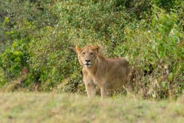 Vahşi yaşam safarisi sırasında Masai Mara Ulusal Sığınağı 'nda bir ağaç gölgesinin yanında dinlenen bir aslan grubu.