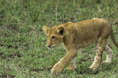 Bir grup aslan yavrusu vahşi yaşam safarisi sırasında Masai Mara Ulusal Sığınağı 'ndaki bir ağacın gölgesinde dinlenirken oynuyorlar.