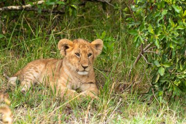 Bir grup aslan yavrusu vahşi yaşam safarisi sırasında Masai Mara Ulusal Sığınağı 'ndaki bir ağacın gölgesinde dinlenirken oynuyorlar.