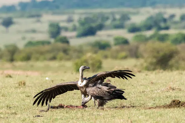 stock image A group of white backed vultures enjoying a carcass in the plains of Masai Mara National Refuge during a wildlife safari