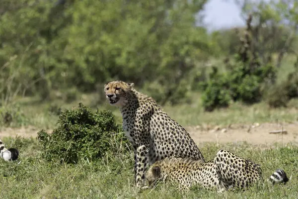 stock image Two cheetahs feeding on a gazelle which was killed in the plains of Mara inside Masai mara national refuge during a wildlife safari