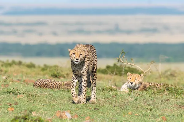 stock image Three cheetahs scanning the horizon for any prey in the plains of Mara inside Masai Mara National Refuge during a wildlife safari