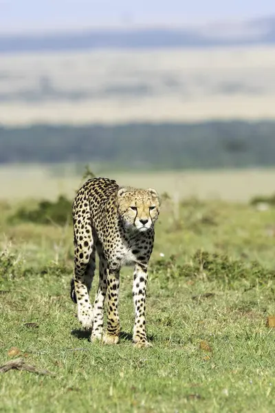 stock image A cheetah scanning the horizon for any prey in the plains of Mara inside Masai Mara National Refuge during a wildlife safari