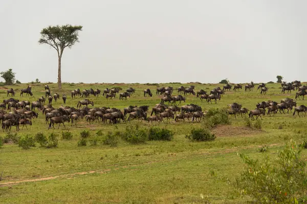 stock image A  herd of wildebeests grazing in the plains of Mara inside Masai Mara National Refuge during a wildlife safari